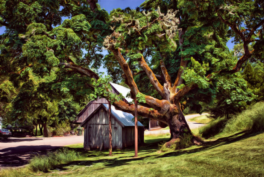 Big Tree and Shed_Painting